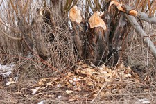 Zgryzy_bobrowe1