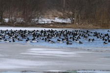 G_go_y3