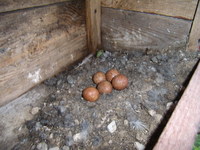 25.05.2008r.-leg_pustu_ki_w_budce_nr3_20_