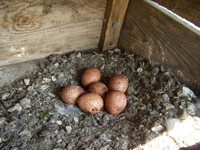 02.05.2009r.-_leg_pustu_ki_w_budce_nr3_20_