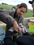 04.06.2009r.-_obr_czkowanie_pisklat_z_budki_nr3_20_