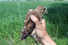 22.06.2006r.-_zaobr_czkoane_m_ode_z_budki_nr8_08_