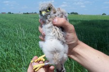 22.06.2006r.-_obraczkowanie_pustu_ek_z_budkinr8_08_