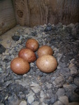 04.06.2009r.-leg_w_budce_nr9_09_
