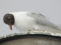 P3170301