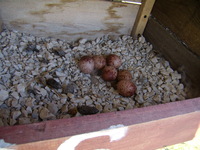 01.05.2009r.-_jaja_z_budki_nr20_26_