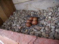 27.05.2009r.-_leg_pustu_ki_w_budce_nr_21_29_