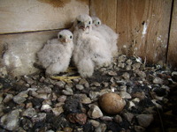 26.06.2009r.-_m_ode_pustu_ki_w_budce_nr_21_29_