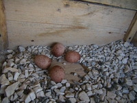 02.05.2009r.-_leg_w_budce_nr25_27_