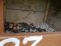 27.05.2009r.-_leg_w_budce_nr25_27_