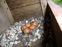 25.05.2008r.-_leg_pustulki_w_budce_nr26_21_