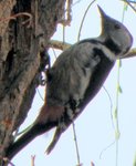 Zi_ba_069-1