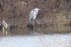Czapla