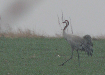 Grus_grus