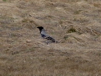 P1260341