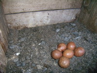 P4300219