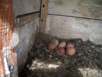P4300267