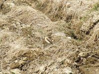 2010_0413wiosna1030019