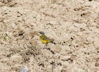 2010_0417wiosna1040004