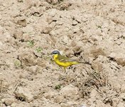2010_0417wiosna1040005