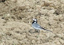 2010_0417wiosna1040009