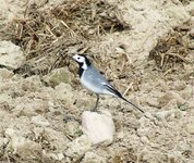 2010_0417wiosna1040010