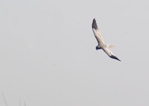 Imgp9762