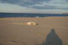 Foka_na_stogach3