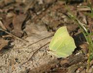 Listkowiec_cytrynek