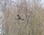 2010_0418wiosna1050030