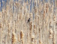 2010_0418wiosna1050035