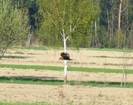 2010_0420wiosna1060048