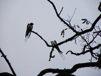 Bemowo-28-04-2010_052