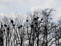 Bemowo-28-04-2010_058