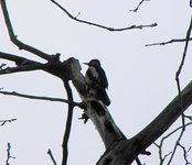 Bemowo-28-04-2010_032