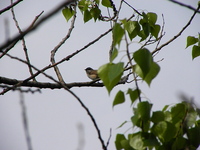 Burak_w_026