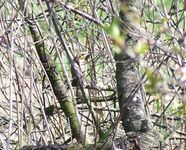 2010_0430wiosna10kr0038