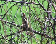 2010_0430wiosna10kr0045