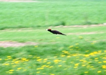 2010_0503wiosna10jel0049