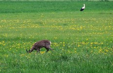 2010_0503wiosna10jel0088