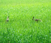 2010_0507wiosna10jzorz0194