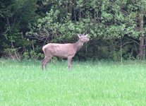 2010_0503wiosna10jel0112
