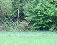 2010_0503wiosna10jel0118