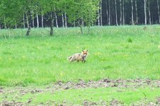 2010_0503wiosna10jel0076