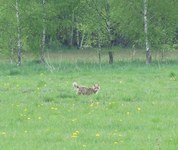 2010_0503wiosna10jel0084