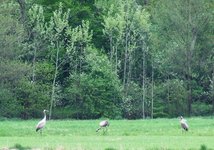 2010_0503wiosna10jel0096