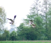 2010_0505wiosna10jel0127