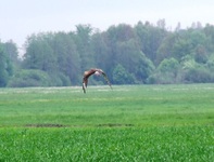 2010_0505wiosna10jel0124
