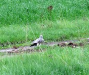 2010_0505wiosna10jel0184