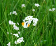 2010_0507wiosna10jzorz0202
